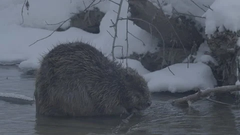 Beaver (Castor fiber) Stock Footage 164410225