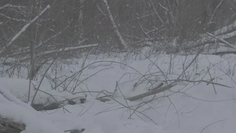 Beaver (Castor fiber) Stock Footage 164410455
