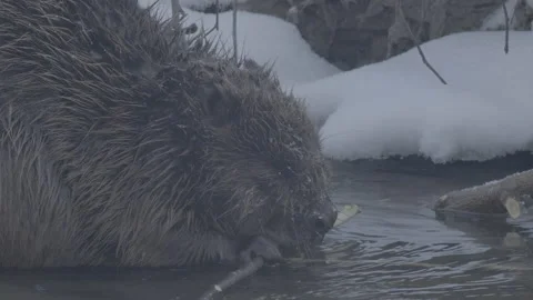 Beaver (Castor fiber) Stock Footage 164410814