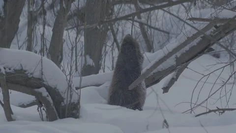 Beaver (Castor fiber) Stock Footage 164411282
