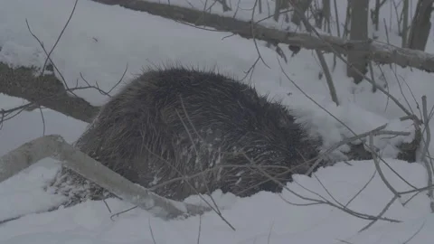 Beaver (Castor fiber) Stock Footage 164411566
