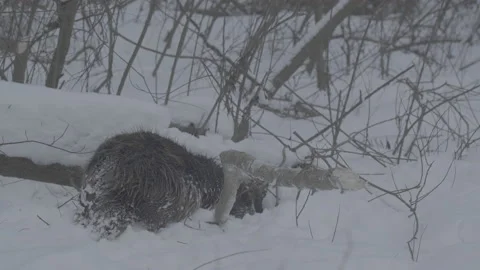 Beaver (Castor fiber) Stock Footage 164411738