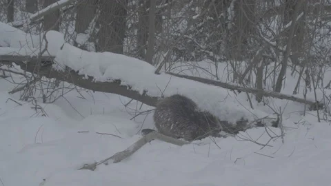 Beaver (Castor fiber) Video stock 164411887