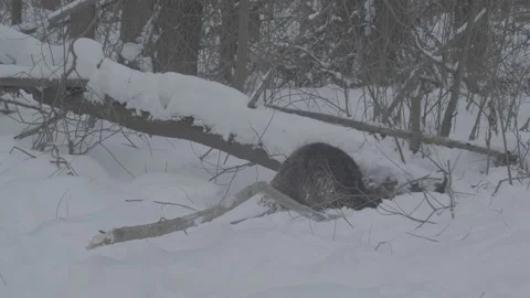 Beaver (Castor fiber) Stock Footage 164412042