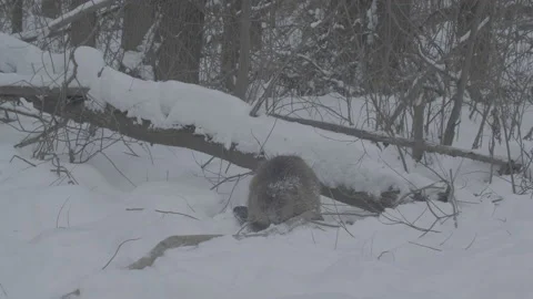 Beaver (Castor fiber) Stock Footage 164412977
