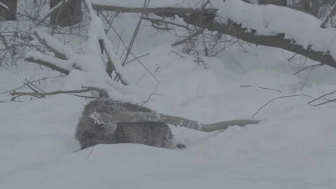 Beaver (Castor fiber) Stock Footage 164413168