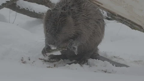 Beaver (Castor fiber) Stock Footage 164413597