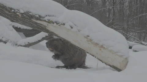 Beaver (Castor fiber) Stock Footage 164414058