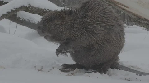 Beaver (Castor fiber) Stock Footage 164414181