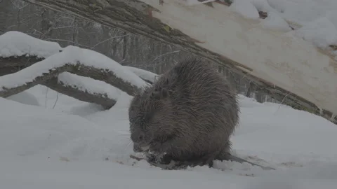 Beaver (Castor fiber) Stock Footage 164414278