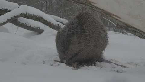 Beaver (Castor fiber) Stock Footage 164414348