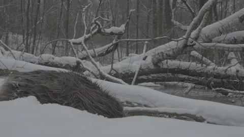 Beaver (Castor fiber) Stock Footage 164414676