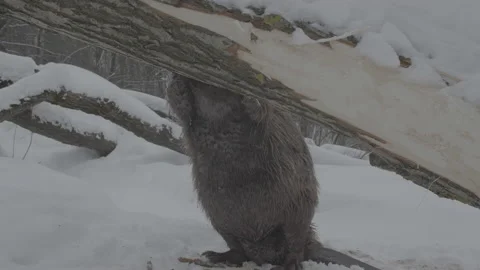 Beaver (Castor fiber) Video stock 164414839