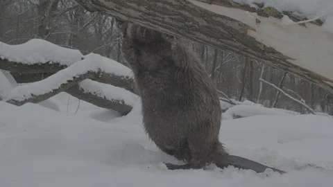 Beaver (Castor fiber) Stock Footage 164415138
