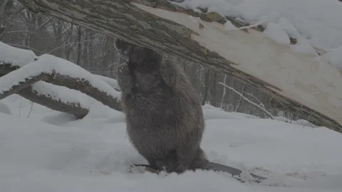 Beaver (Castor fiber) Stock Footage 164415246