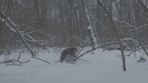 Beaver (Castor fiber) Stock Footage 164415338