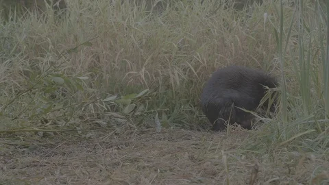 Beaver (Castor fiber) scratching wool. Stock Footage 104379085