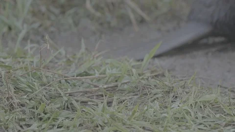 Beaver (Castor fiber) tail. Stock Footage 104382422