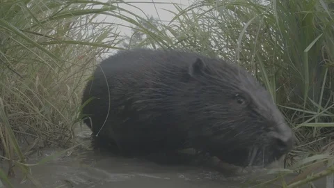 Beaver (Castor fiber). Tail. Stock Footage 104708974