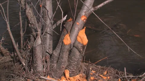 Beaver chew marks on a tree along side of the Santa Fe River in New Mexico 스톡 동영상 38278782