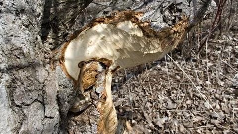 Beaver Chew Marks on Tree in Tommy Thompson Park Toronto Stock Photos