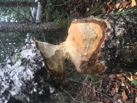 Beaver Chew Stock Photos