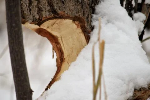 Beaver chewed tree Stockfoto's