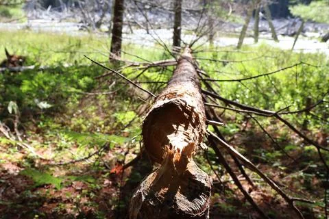 Beaver Chewed Tree 스톡 사진