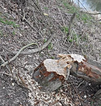 Beaver chewed tree trunk Foto stock