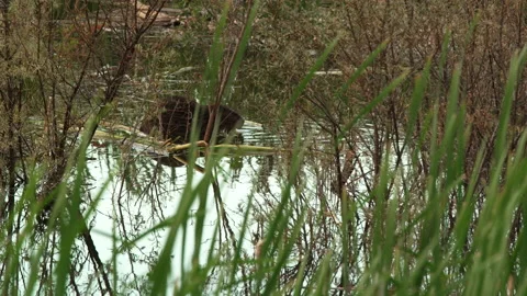Beaver chewing. Video stock 144023876