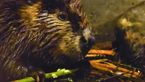 Beaver chewing  Video stock 244990789