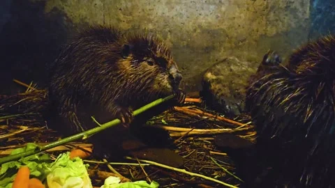 Beaver chewing Stock Footage 245030223