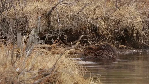 Beaver chewing on a stick in lake Stock Footage 79080868
