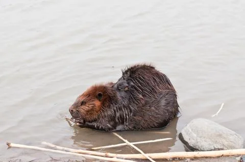 Beaver Chewing a Stick Stock Photos
