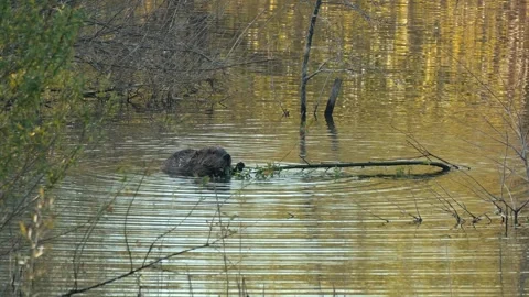 Beaver chewing on tree limb in water Stock Footage 287362136