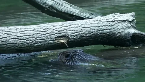 Beaver chews and gnaws hole in fallen log of river Stock Footage 238912647
