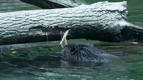 Beaver chews off large piece of bark, rips it into water, gnaws with paws Stock Footage 238912705