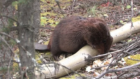 Beaver chews through an aspen tree he has downed. Stock Footage 78940012