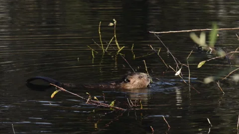 Beaver chews at willow at sunset while in water Stock Footage 171246685