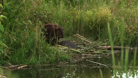 Beaver cleaning Stock Footage 144024003