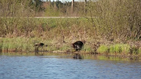 Beaver Cleaning Tail on Shore Vídeo Stock 79628202