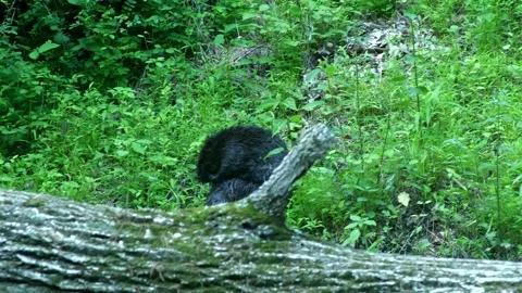 Beaver cleans itsel next to log on riverbank Stock Footage 238913012
