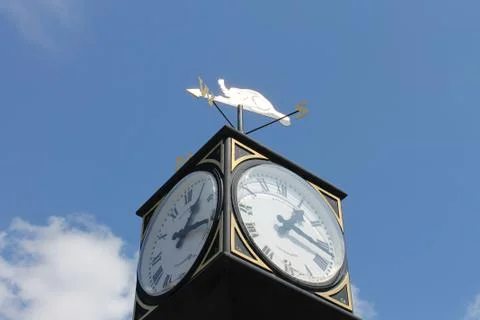 Beaver clock 库存照片