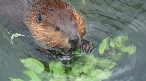 The beaver close up eats green leaves Stock Footage