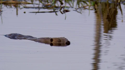 Beaver closeup bobbing floating in a calm water Vidéo 122363890