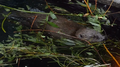Beaver is collecting branches Stock Footage 90086018