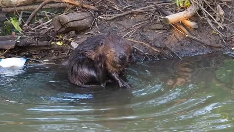 Beaver combs Stockbeeldmateriaal 135277174