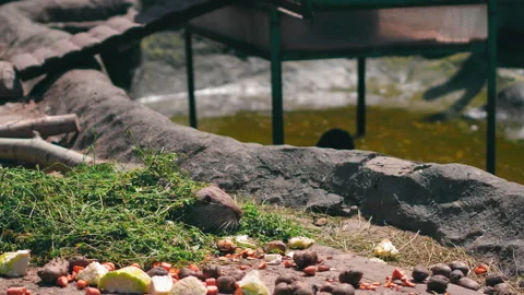 A beaver crawled out of the shelter eats food left by the ranger strolling Stock Footage 134324456