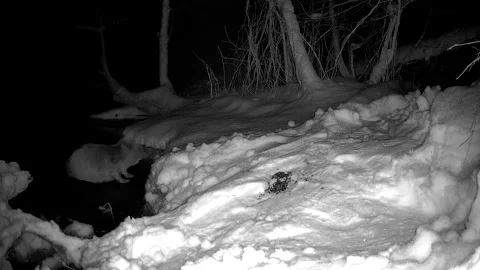 A beaver crawling from the river to the side trail camera in Estonia Видео 247021486