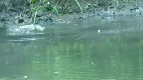 Beaver crawls and slides into water, quickly gliding and swimming Stock Footage 238912712